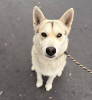 Pudu -  Shepherd and Siberian Husky Dog for Adoption in Oakland, California - Pudu | PetCurious