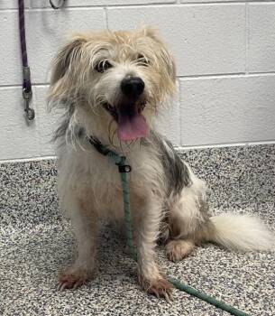 Charlie -  Yorkshire Terrier and Cardigan Welsh Corgi Dog for Adoption in Golden, Colorado - Charlie | PetCurious