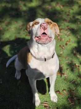 American Bulldog and Hound Dogs Available for Adoption - Bougze | PetCurious