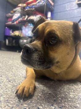Boxer and Pug Dogs Available for Adoption in Athens, Alabama - MOO - STRAY HOLD UNTIL 5/2 | PetCurious