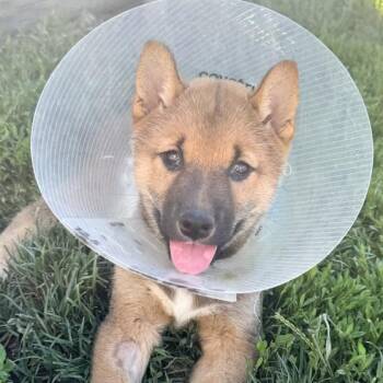 Taz -  Shiba Inu Dog for Adoption in Ottawa Hills, Ohio - Taz | PetCurious
