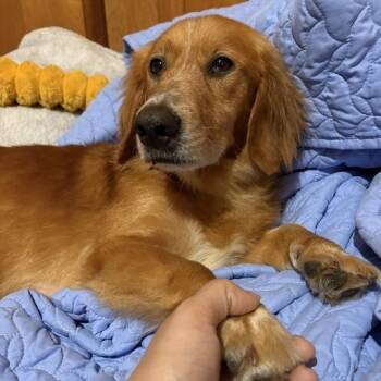 Charlie Rose -  Golden Retriever and Basset Hound Dog for Adoption in Carencro, Louisiana - Charlie Rose | PetCurious