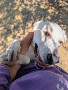 Penelope -  Labrador Retriever Dog for Adoption in Dalworthington Gardens, Texas - Penelope | PetCurious