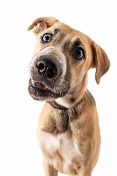 Chapple -  Husky Dog for Adoption in Plaquemine, Louisiana - Chapple | PetCurious