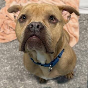 Fox Terrier and Mixed Breed Dogs Available for Adoption - Johnny | PetCurious