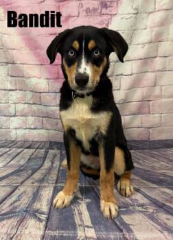 Bandit -  Bernese Mountain Dog and Husky Dog for Adoption in Quincy, Michigan - Bandit | PetCurious