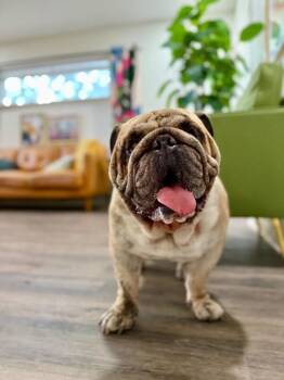 Rumple Babe Brutus -  English Bulldog Dog for Adoption in Friendswood, Texas - Rumple Babe Brutus | PetCurious