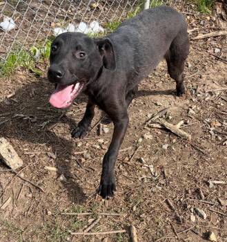 Labrador Retriever Dogs Available for Adoption in Little Rock, Arkansas - Foxx | PetCurious