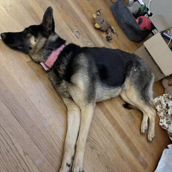 Scarlet -  German Shepherd Dog Dog for Adoption in Rossville, Georgia - Scarlet | PetCurious