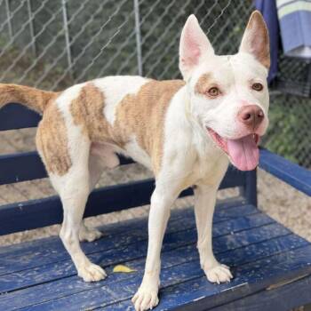 Graham -  Siberian Husky and Pit Bull Terrier Dog for Adoption in Dayton, Ohio - Graham | PetCurious