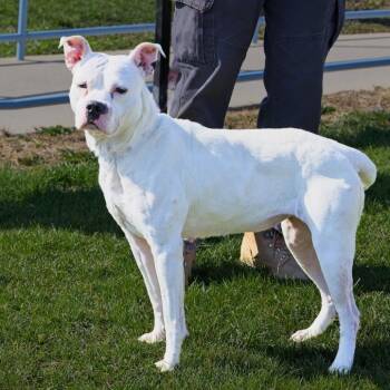 Pit Bull Terrier Dogs Available for Adoption in South Elgin, Illinois - Lady | PetCurious