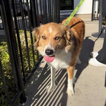 Rescue Australian Shepherd and Mixed Breed Dogs for Adoption in St. Louis, Missouri - WINKY | PetCurious