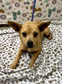 Chihuahua Dogs Available for Adoption - LOLLI | PetCurious