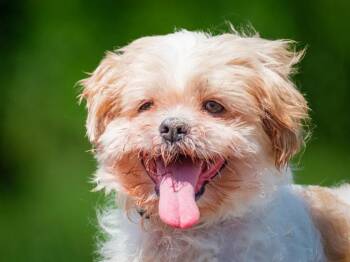 Bouboule -  Shih Tzu Dog for Adoption in Pointe-fortune, Quebec - Bouboule | PetCurious