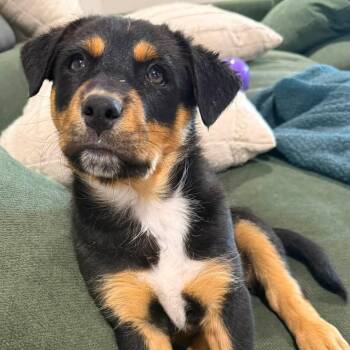 Cash -  Mixed Breed Dog for Adoption in Chino Valley, Arizona - Cash | PetCurious