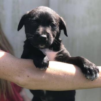 Weimaraner Dogs Available for Adoption - Westlyn AKA Coco Chanel | PetCurious