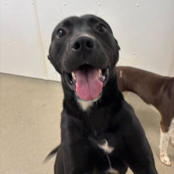 Mixed Breed Dogs Available for Adoption - Denver | PetCurious