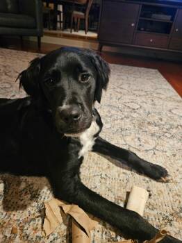 Rescue Flat Coated Retriever Dogs for Adoption in Carmel Hamlet, New York - Huey | PetCurious