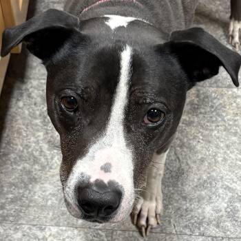 Ms. Ruger -  American Bully Dog for Adoption in Newport, Washington - Ms. Ruger | PetCurious