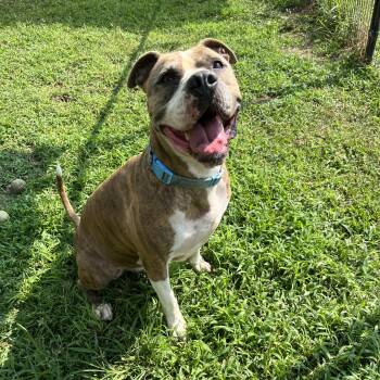 Saint -  Boxer and Pit Bull Terrier Dog for Adoption in Willis, Texas - Saint | PetCurious