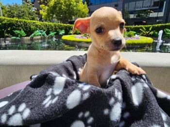Bluey -  Chihuahua and Mixed Breed Dog for Adoption in Los Angeles, California - Bluey | PetCurious