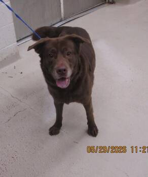 Harrison (57) -  Labrador Retriever Dog Available for Adoption in Marietta, Georgia - Harrison (57) | PetCurious