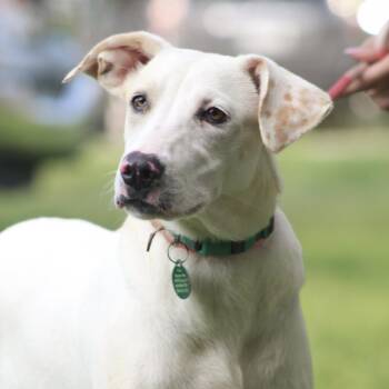 Tova -  Mixed Breed Dog for Adoption in Columbia, South Carolina - Tova | PetCurious