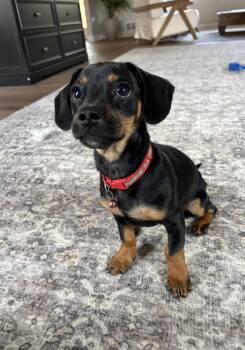 Dax - OHIO ONLY -  Chiweenie Dog for Adoption in Lebanon, Ohio - Dax - OHIO ONLY | PetCurious