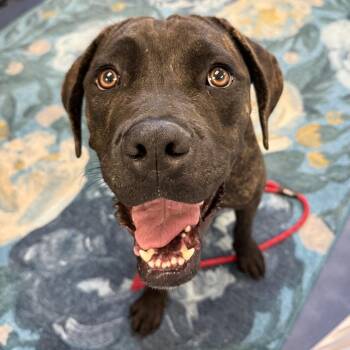 Nutella -  Cane Corso Dog for Adoption in Los Angeles, California - Nutella | PetCurious