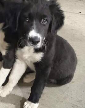 Izzy -  Labrador Retriever and Border Collie Dog for Adoption in Larkfield-wikiup, California - Izzy | PetCurious