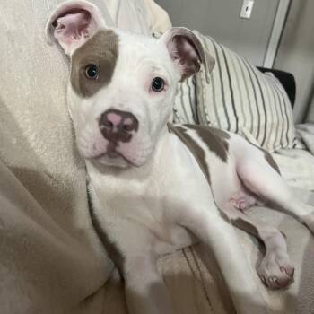 Pit Bull Terrier Dogs Available for Adoption - Freckles | PetCurious