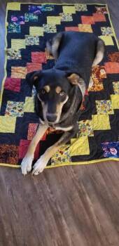Mixed Breed Dogs Available for Adoption in Heber City, Utah - Indy | PetCurious