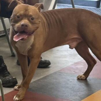 Pluto -  Mixed Breed Dog for Adoption in Philadelphia, Pennsylvania - Pluto | PetCurious