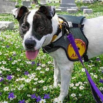 Terrier Dogs Available for Adoption in Des Moines, Iowa - Akira | PetCurious