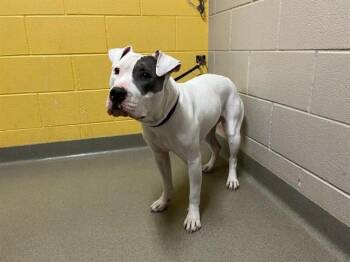 Pit Bull Terrier and Mixed Breed Dogs Available for Adoption - BUG | PetCurious