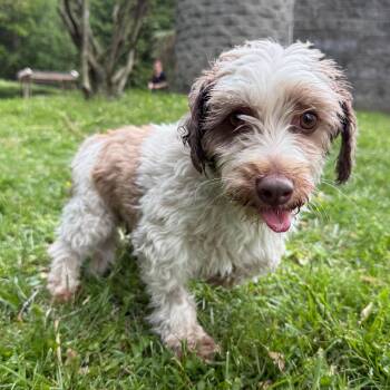 Dublin -  Havanese Dog Available for Adoption in Latrobe, Pennsylvania - Dublin | PetCurious