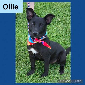 Rescue Labrador Retriever Dogs for Adoption in New Iberia, Louisiana - Ollie | PetCurious