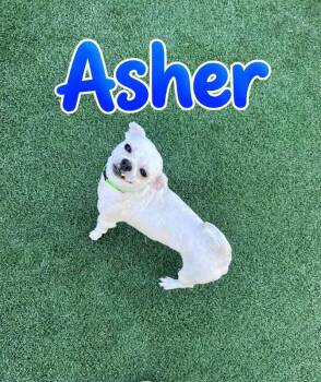 Asher -  Shih Tzu Dog for Adoption in Saginaw, Michigan - Asher | PetCurious
