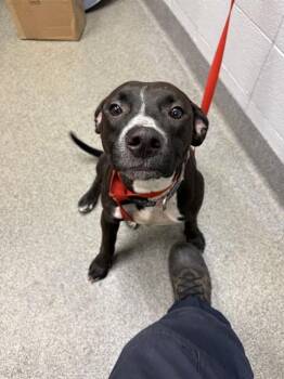 Pit Bull Terrier and Mixed Breed Dogs Available for Adoption - SPICE | PetCurious