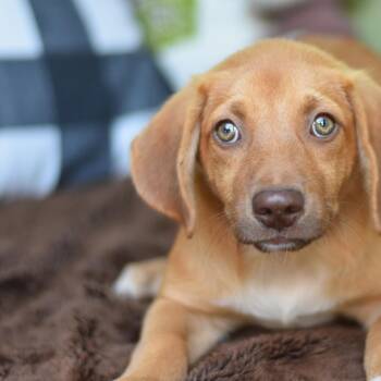 Fergie -  Mixed Breed Dog for Adoption in Cleveland, Texas - Fergie | PetCurious