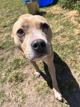 Abigail -  Mixed Breed Dog Available for Adoption in Vaudreuil-dorion, Quebec - Abigail | PetCurious