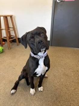 Hannah -  Pit Bull Terrier Dog for Adoption in Cleveland, Ohio - Hannah | PetCurious