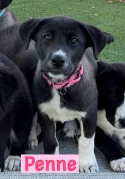 Labrador Retriever Dogs Available for Adoption - Penne | PetCurious