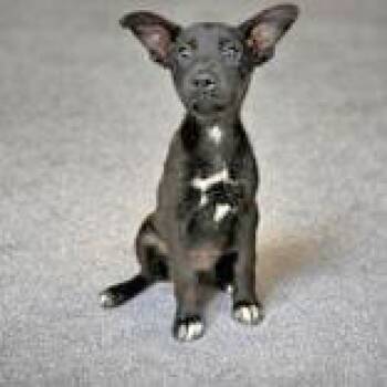 Daisy -  Chihuahua and Labrador Retriever Dog for Adoption in Portsmouth, Ohio - Daisy | PetCurious