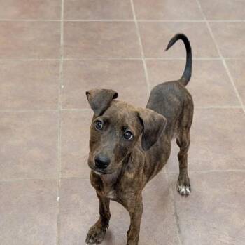 Kimmie cs -  Hound Dog for Adoption in Columbia, Maryland - Kimmie Cs | PetCurious