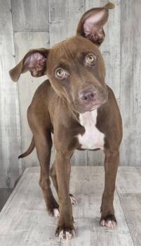 Athena -  Terrier and Mixed Breed Dog for Adoption in Shreveport, Louisiana - Athena | PetCurious