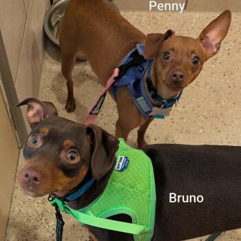 Bruno -  Miniature Pinscher Dog for Adoption in Fenton, Michigan - Bruno | PetCurious