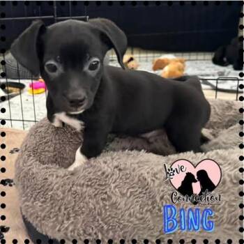 Bing -  Dachshund and Terrier Dog for Adoption in Gilbert, Arizona - Bing | PetCurious