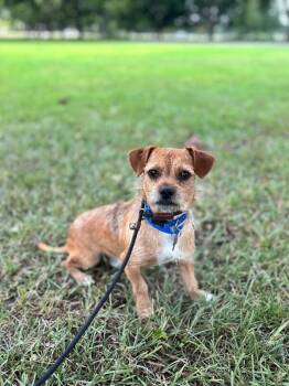 Charlie -  Wirehaired Terrier and Mixed Breed Dog for Adoption in Aiken, South Carolina - Charlie | PetCurious