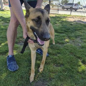 German Shepherd Dog and Belgian Shepherd Malinois Dogs Available for Adoption in Las Vegas, Nevada - Parker | PetCurious